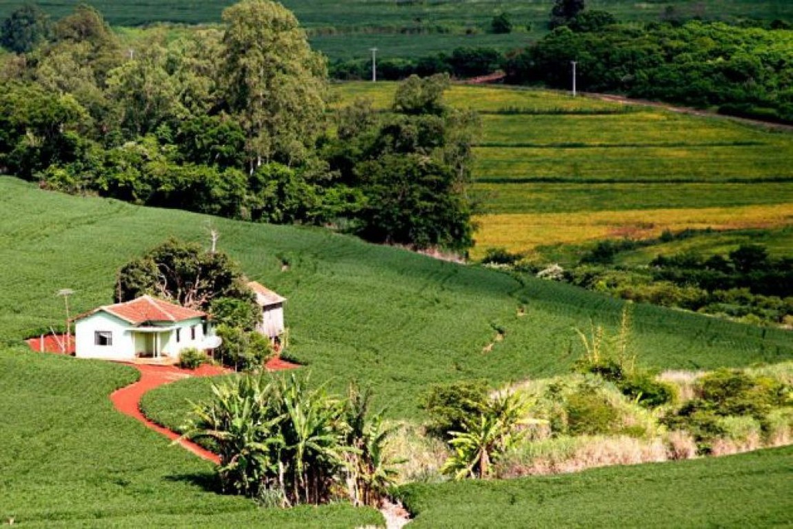 Advogado Dívida Rural São Pedro do Ivaí - Pr - Fascini e Nicolau Advocacia - Jandaia do Sul